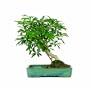 Brussel's DT0117ALW Hawaiian Umbrella Tree in Water Pot Bonsai