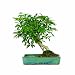 Brussel's DT0117ALW Hawaiian Umbrella Tree in Water Pot Bonsai