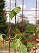 Bean Tower, Heavy Gauge Bean Trellis