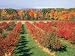 Fruit Orchard in the Fall, Columbia County, NY Photographic Poster Print by Barry Winiker, 16x12