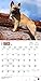 French Bulldogs 2016 Calendar