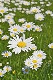 Field of Daisies - 72