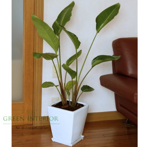 【Green Interior】オーガスタ 115cm スクェアポット(ホワイト)