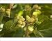Photographic Prints of White Mulberry Morus alba with ripe berries from Ardea Wildlife Pets