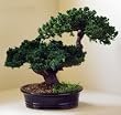 Preserved Double Branch Bonsai Tree