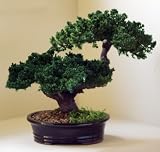 Artificial and Preserve...