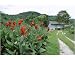 10x8 Photograph (25x20cm) Flowers at Sungai Palas Tea Estate by Robert Harding