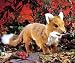 Reddy Fox