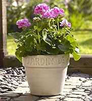 Geranium Terracotta