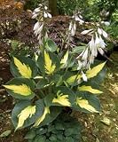 Saint Paul Hosta -NEW!- Creamy White Center/Blue Margin