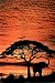(24x36) Jim Zuckerman African Skies Elephant Art Print Poster