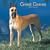 Great Danes 2009 Square Wall Calendar (Multilingual Edition)