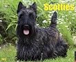 Scotties 2013 Wall Calendar