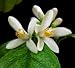 Lemon Tree Flowers - 24