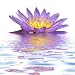 Purple Water Lily Flower in - 18