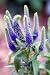 Vertical Image of the Spurple Spiky Flowers of Spike Speedwell. - 24