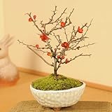 �y���̓��M�t�g�z�~�j�~�́F�����~(�M�y�Ĕ�)*�y6/12~6/16�̂��͂��z