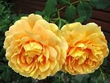 51nQ%2BN5%2BaEL. SL160  Growing Beautiful Roses: The Ultimate Guide To Growing Roses That Will Teach You Everything You Need To Know About How To Grow Roses From Choosing Types ... You Can Enjoy Growing Roses In The Garden