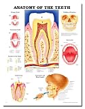 Anatomy Of The Teeth 3D Raised Relief Chart