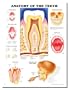 Anatomy Of The Teeth 3D Raised Relief Chart