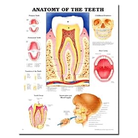 Anatomy Of The Teeth 3D Raised Relief Chart