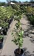 Blenheim Apricot Tree, Five Gallon Container