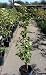 Blenheim Apricot Tree, Five Gallon Container
