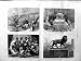 1887 人の医学生のスバの病院のフィージー橋 Maiwand
