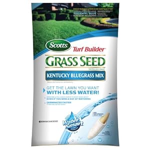 lawn grass seed