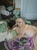 Archie's Diaries - Tails from the Dog House