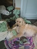 Archie's Diaries - Tails from the Dog House