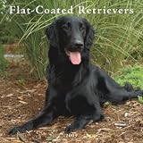 Flat-Coated Retrievers 2009 Square Wall Calendar