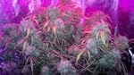 Pflanzen LED Grow Light Lampe f�r Bl�...