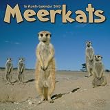Kalender 2009 Erdmaennchen - Meerkats - Mangusten