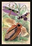 Insects: Blatta Gigantea B. Petiveriana and Harpax Ocellaria 24x36 Giclee