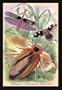 Insects: Blatta Gigantea B. Petiveriana and Harpax Ocellaria 24x36 Giclee