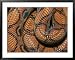 Detail of the Scales and Design of a Brazilian Rainbow Boa National Geographic Collec...