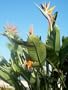STRELITZIA REGINAE Orange Bird of Paradise 1000 seeds
