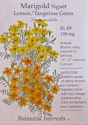 Marigold Signet Lemon Tangerine Gems Heirloom Seeds