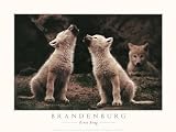 First Song by Jim Brandenburg Art Print Poster Size: 24 x 18 