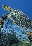 National Geographic by New Creative - Turtle  Garden Impressions Flag
