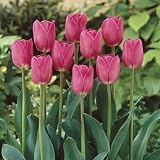 Endless Spring Pink Tulip Bulbs