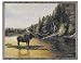 Graceful Moose in Wildlife Forest Setting Tapestry Throw Blanket 50