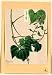1878? Japanese Print . Mame - pea or bean plant showing vine, leaves, pods, and blossoms / Matsuwo?.