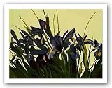 Wild Iris by Sharon Mack 16