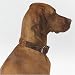 Bowsers 7460 Dog Collar in Duke Microvelvet
