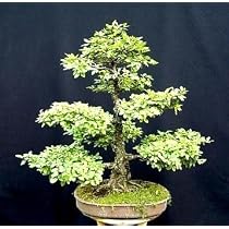 Chinese Elm Bonsai 25 Seeds - Ulmus parvifolia