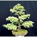 Chinese Elm Bonsai 25 Seeds - Ulmus parvifolia