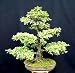 Chinese Elm Bonsai 25 Seeds - Ulmus parvifolia