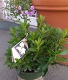 Alaska Azalea Plant Two Gallon